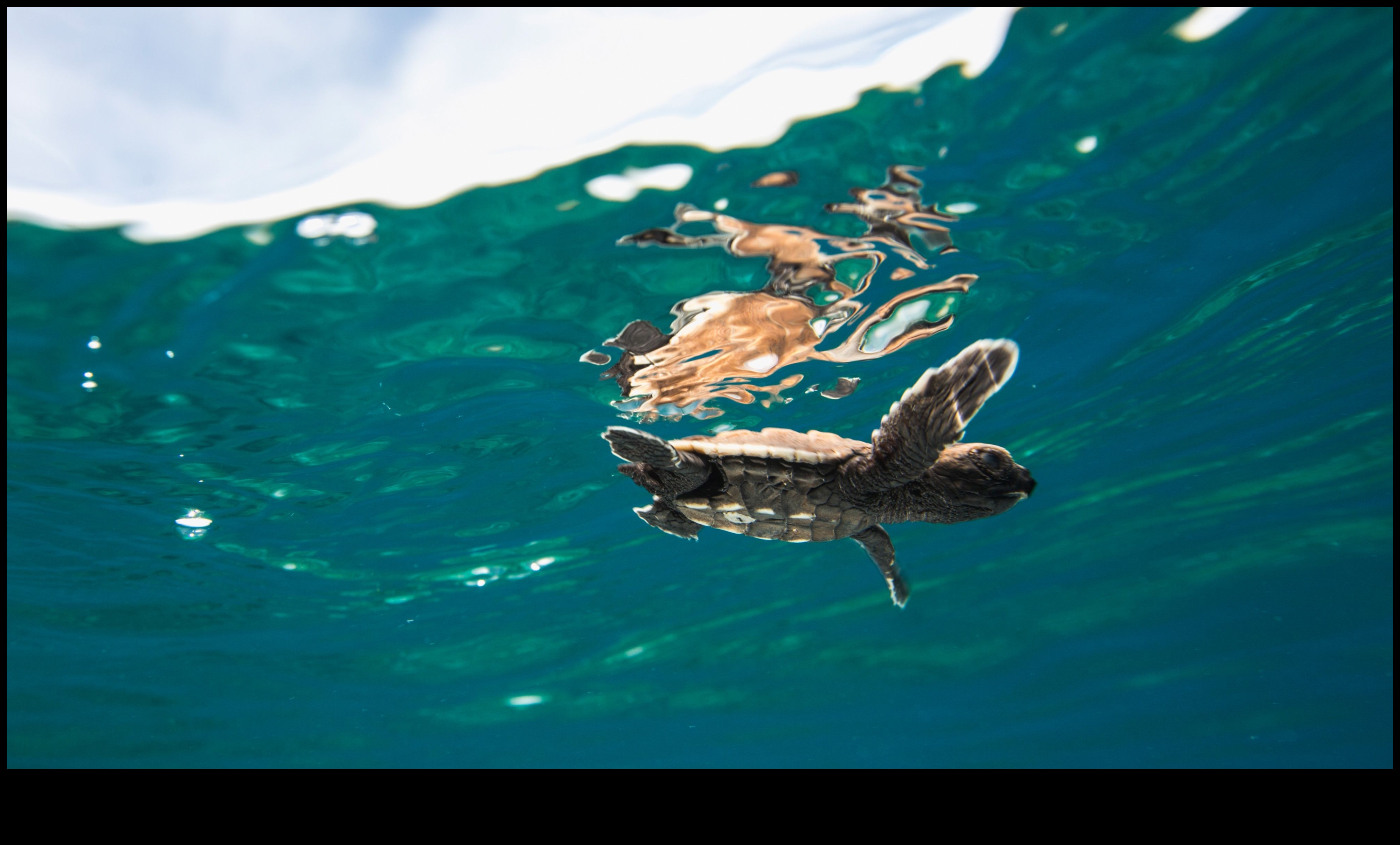 Piekrastes saglabāšana Turpinājums: novatoriskas stratēģijas okeāna aizsardzībai