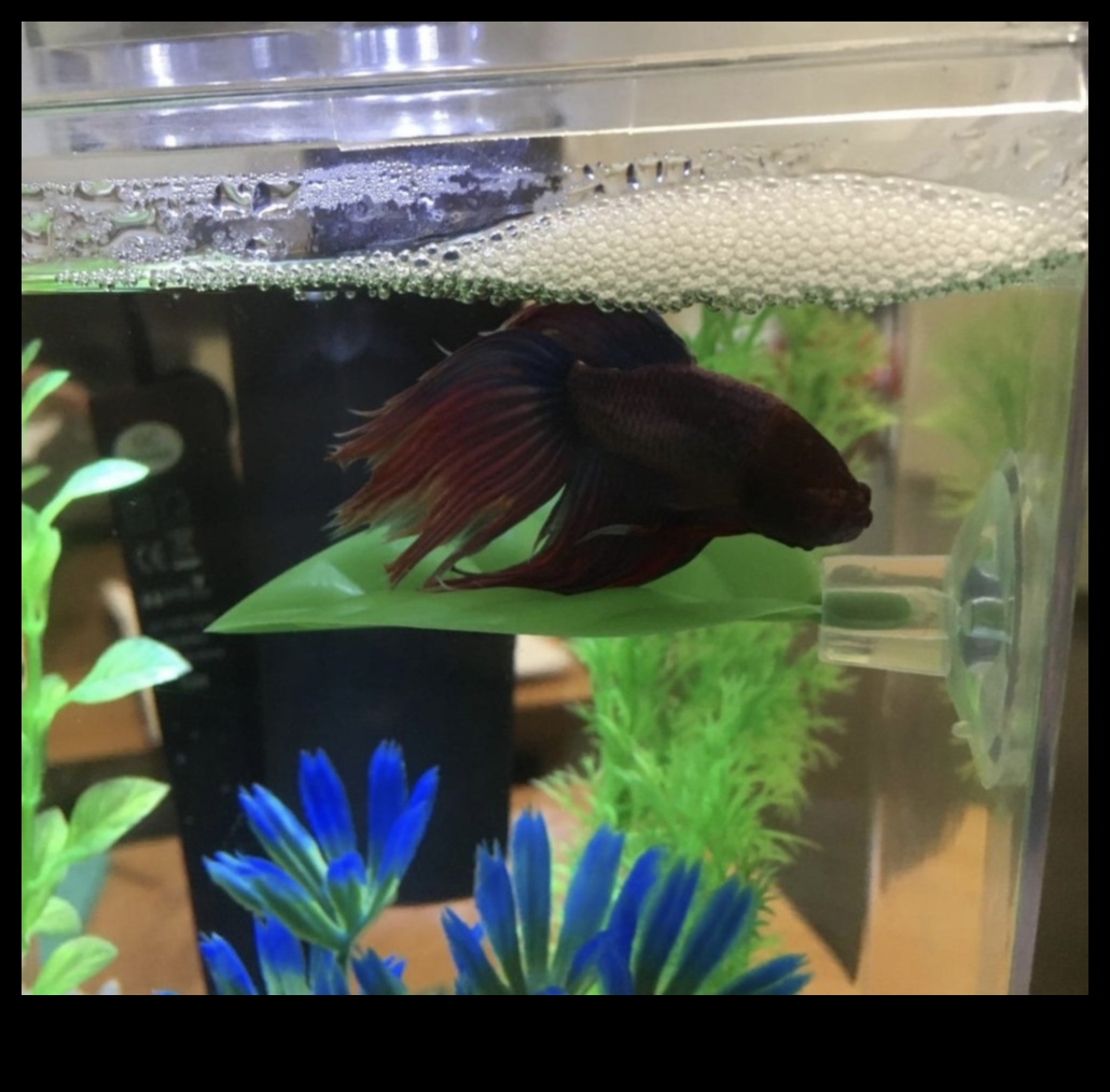 Fin-tastic zivju piedzīvojumi, stimulējošas aktivitātes akvārija mājdzīvniekiem 3 Īpaši garšīgi zivju piedzīvojumi: stimulējošas aktivitātes akvārija mājdzīvniekiem