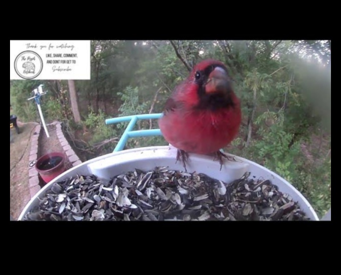 Skyward Serenity Putnu vērošanas nomierinošais efekts 3 Skyward Serenity: putnu vērošanas nomierinošais efekts