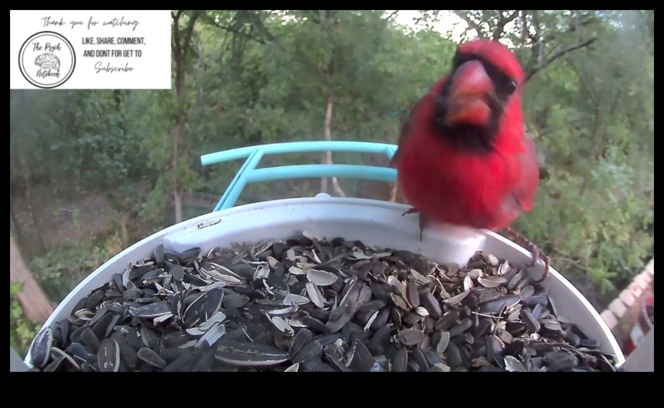 Skyward Serenity Putnu vērošanas nomierinošais efekts 4 Skyward Serenity: putnu vērošanas nomierinošais efekts