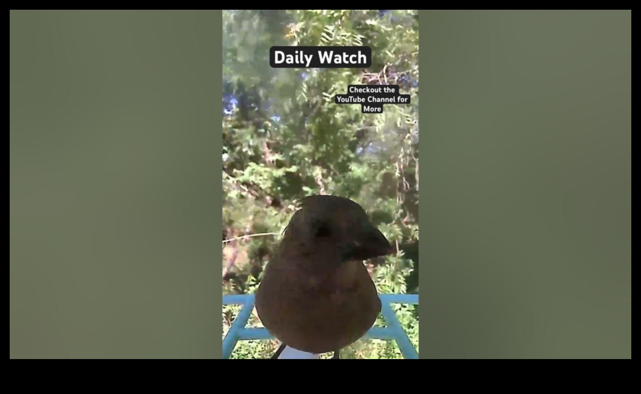 Skyward Serenity Putnu vērošanas nomierinošais efekts 2 Skyward Serenity: putnu vērošanas nomierinošais efekts