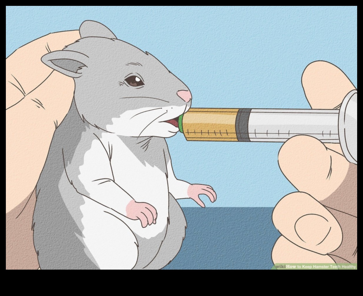 Kāmju zobu veselība: parasto zobu problēmu novēršana