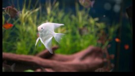 Īpaši garšīgi zivju piedzīvojumi: stimulējošas aktivitātes akvārija mājdzīvniekiem