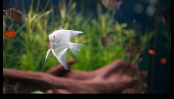 Īpaši garšīgi zivju piedzīvojumi: stimulējošas aktivitātes akvārija mājdzīvniekiem