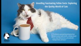 Interesanti fakti par kaķiem: vairāk intriģējošu ziņu par kaķiem