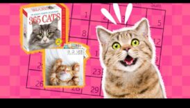 Kaķu kalendārs: uz kaķiem orientētu pasākumu un brīvdienu plānošana