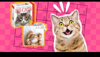 Kaķu kalendārs: uz kaķiem orientētu pasākumu un brīvdienu plānošana