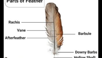 Putni un tautas medicīna: spalvu un to daļu vēsturiskā izmantošana