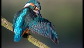 Spalvas: putnu kopšanas un kopšanas māksla