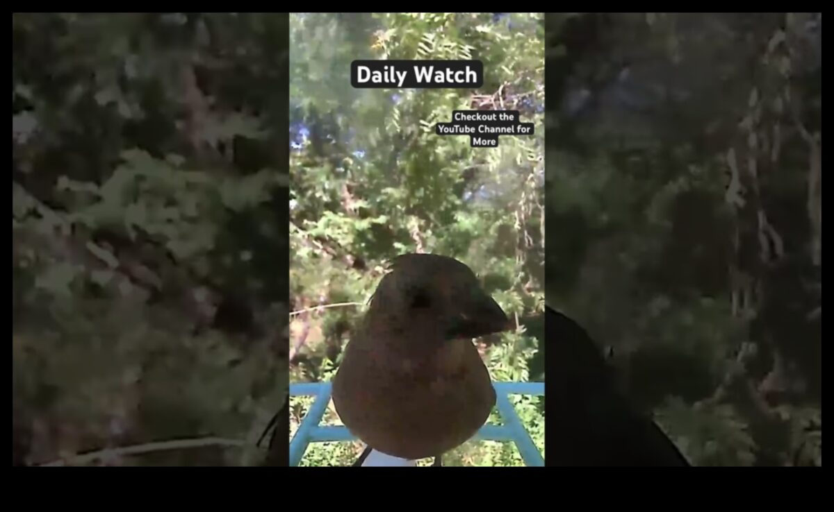 Skyward Serenity: putnu vērošanas nomierinošais efekts