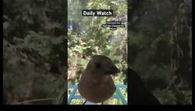 Skyward Serenity: putnu vērošanas nomierinošais efekts