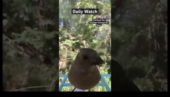 Skyward Serenity: putnu vērošanas nomierinošais efekts