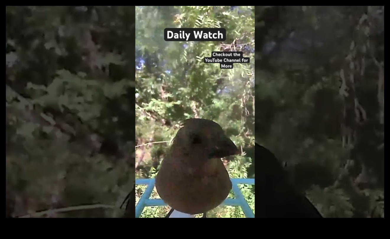 Skyward Serenity Putnu vērošanas nomierinošais efekts 1 Skyward Serenity: putnu vērošanas nomierinošais efekts