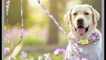 Canine Charm Turpinājums: Jūsu suņa kaklasiksnu kolekcijas uzlabošana un personalizēšana