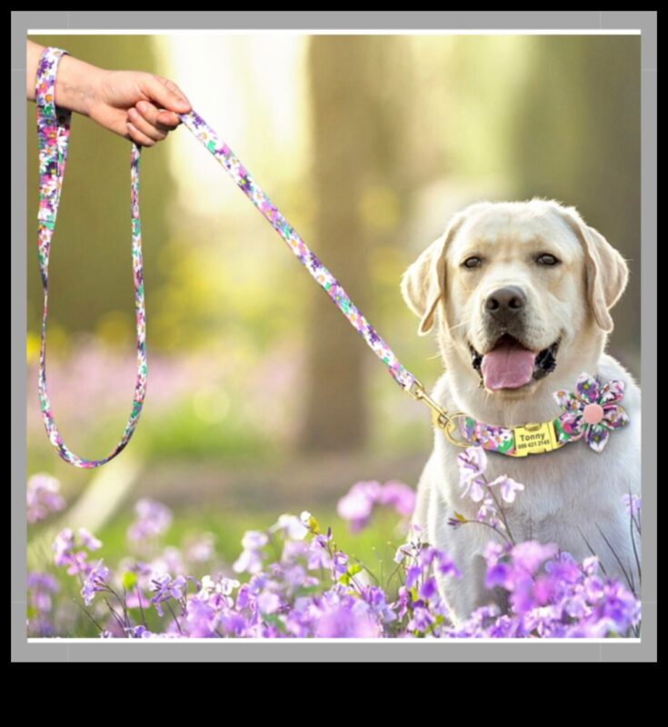 Canine Charm Turpinājums: Jūsu suņa kaklasiksnu kolekcijas uzlabošana un personalizēšana