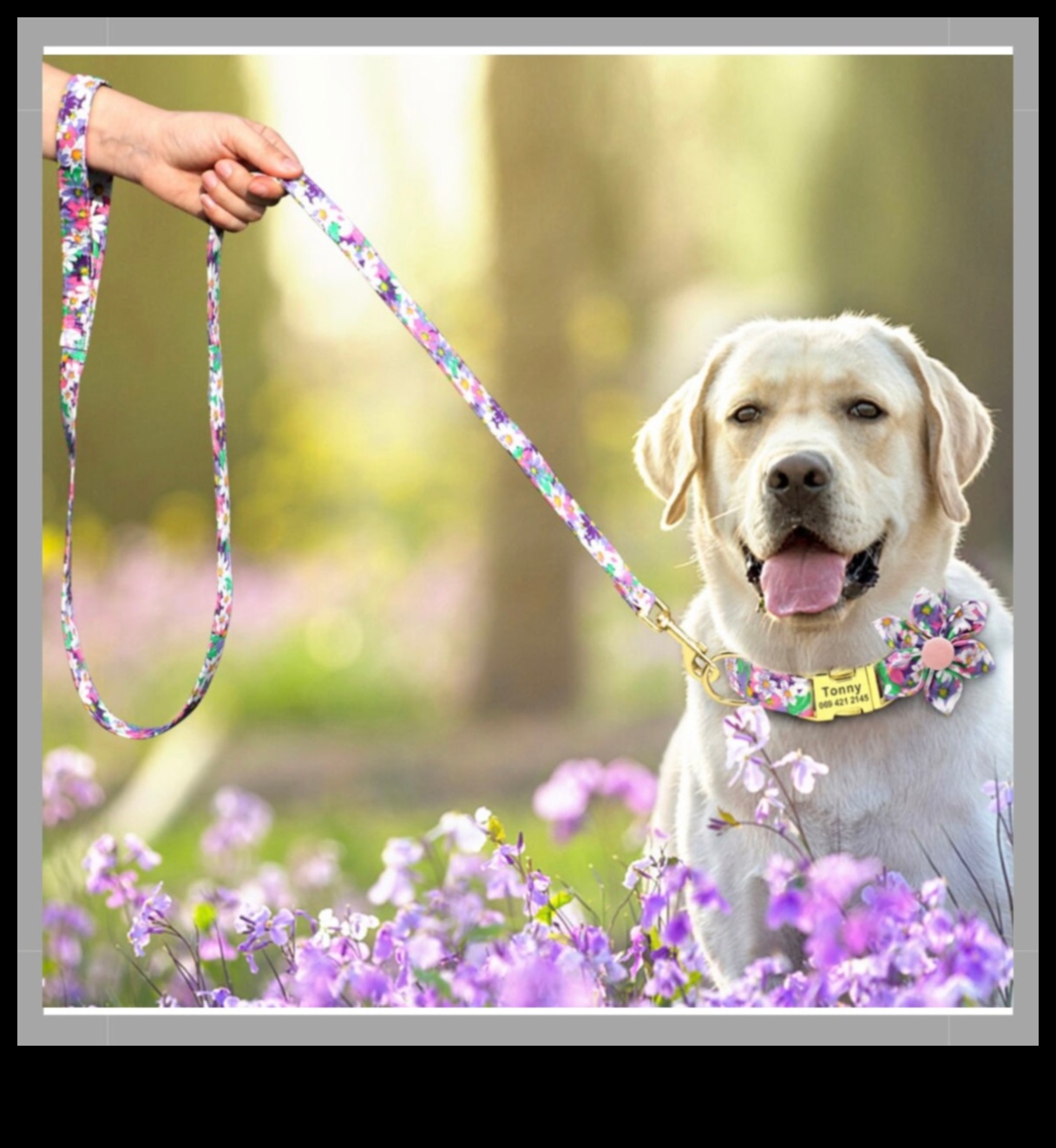 Canine Charm Turpinājums: Jūsu suņa kaklasiksnu kolekcijas uzlabošana un personalizēšana