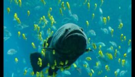 Zivju fakti Fiesta: Intriguing Tidbits Par zivīm atklāšana